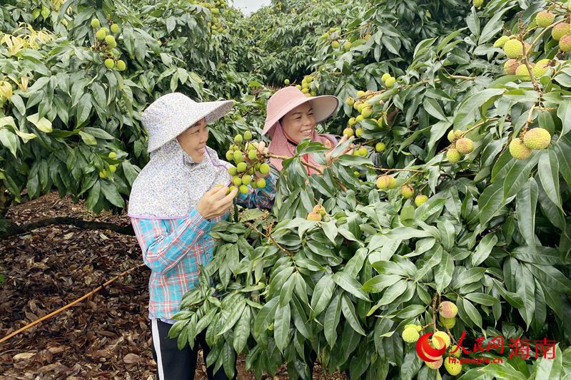 荔枝即將成熟，荔農(nóng)笑開了花。人民網(wǎng) 樊歡迪攝