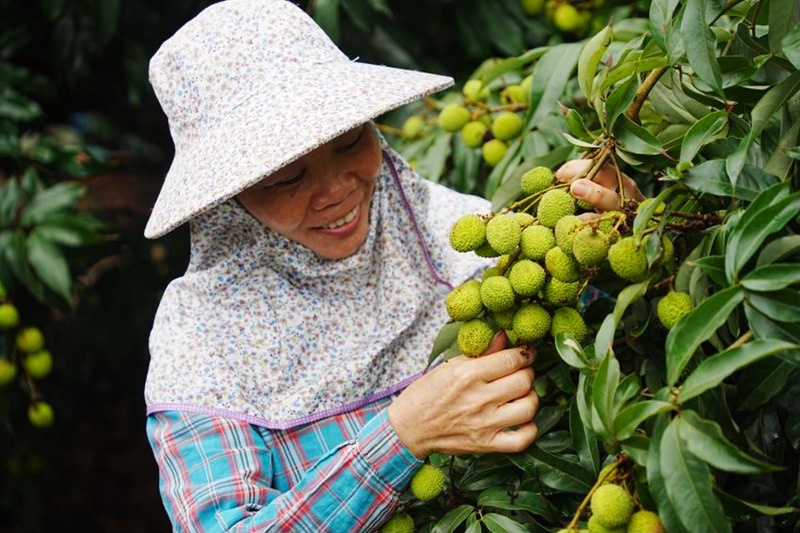 荔農(nóng)查看果子情況。瓊山區(qū)委宣傳部供圖