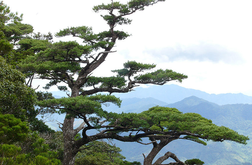 五指山白面嶺。張劍鋒攝