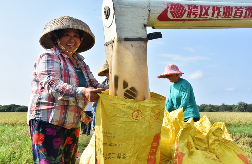 水稻豐收，村民滿臉喜悅。馮靜雯攝