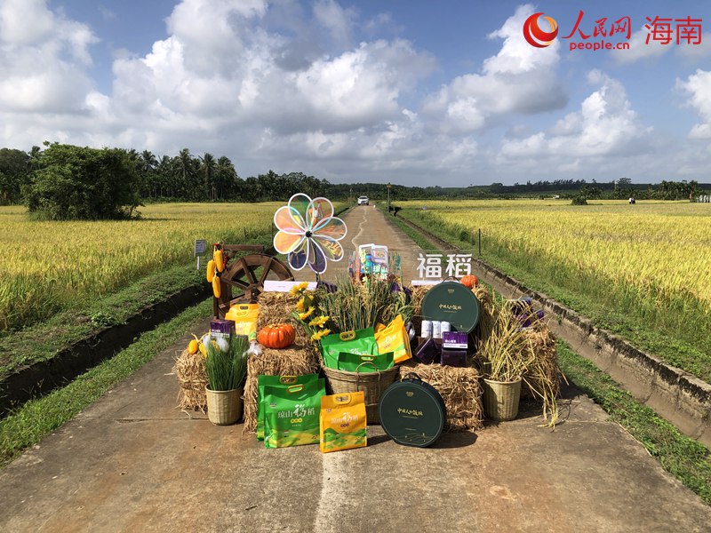 瓊山福稻已成為海口市瓊山區(qū)特色農(nóng)產(chǎn)品名片之一。人民網(wǎng)記者 宋彤桐攝