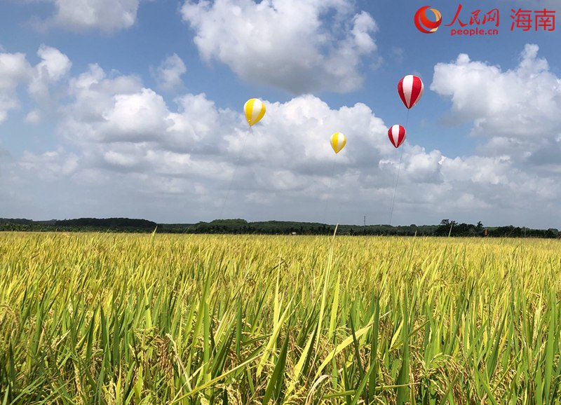 稻浪隨風(fēng)舞，豐收正當(dāng)時(shí)。人民網(wǎng)記者 宋彤桐攝