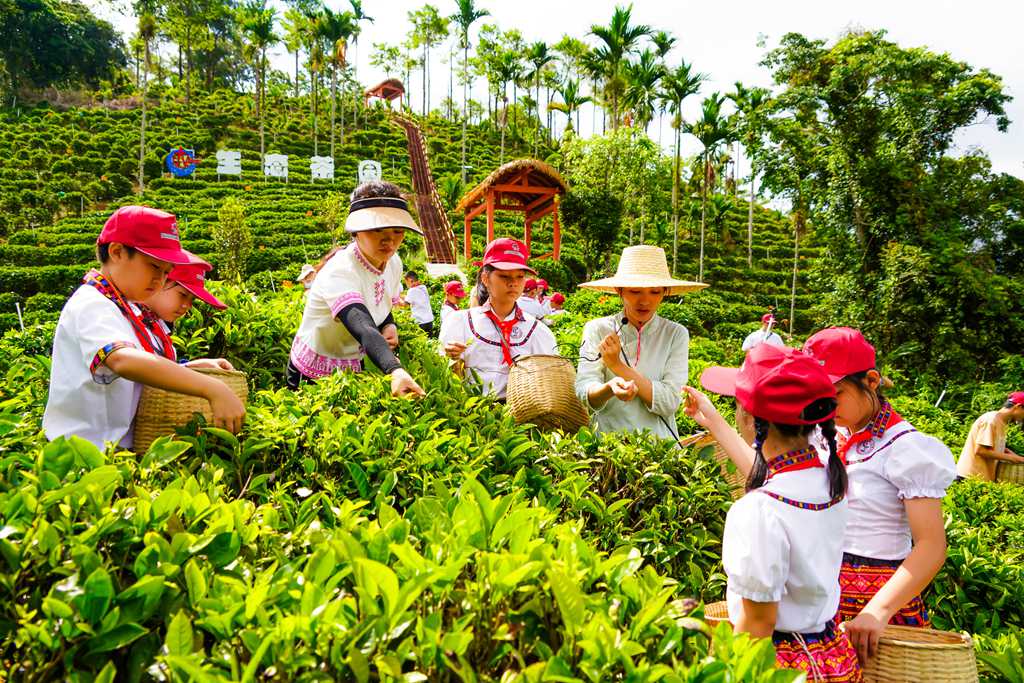 孩子們在茶園采摘茶青。付金城攝