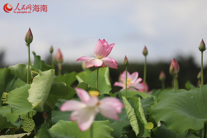 盛開的荷花。人民網(wǎng)記者 孟凡盛攝