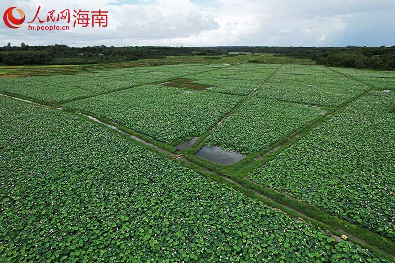 航拍位于文昌市的蓮子種植基地。人民網(wǎng)記者 孟凡盛攝