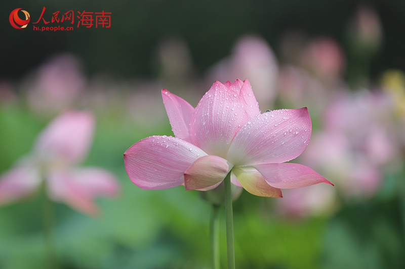 盛開(kāi)的荷花。人民網(wǎng)記者 孟凡盛攝