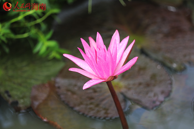 盛開(kāi)的睡蓮。人民網(wǎng)記者 孟凡盛攝