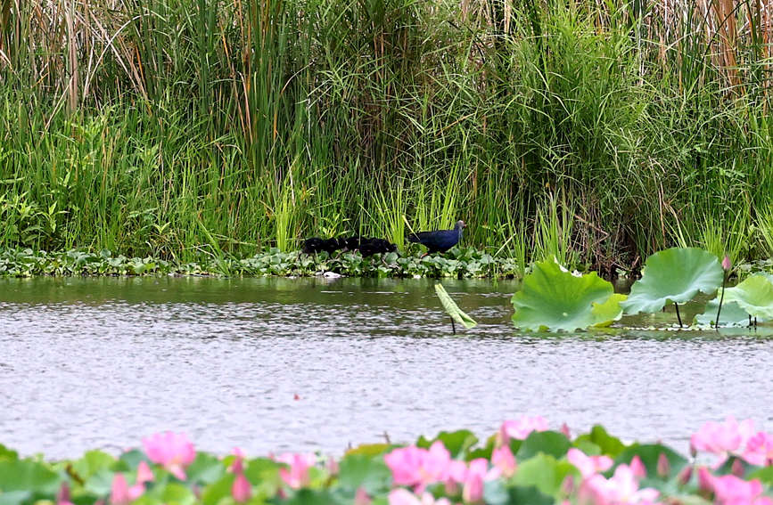    7日，海南省昌江黎族自治縣海尾國家濕地公園（試點(diǎn)）蓮花池首次記錄到六只紫水雞幼崽同框。薛美麗攝