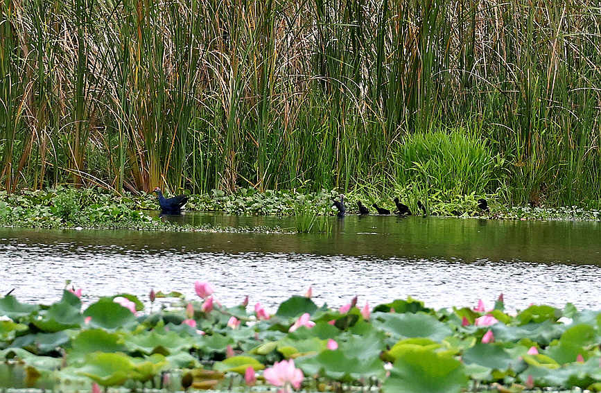   7日，海南省昌江黎族自治縣海尾國家濕地公園（試點(diǎn)）蓮花池首次記錄到六只紫水雞幼崽同框。薛美麗攝