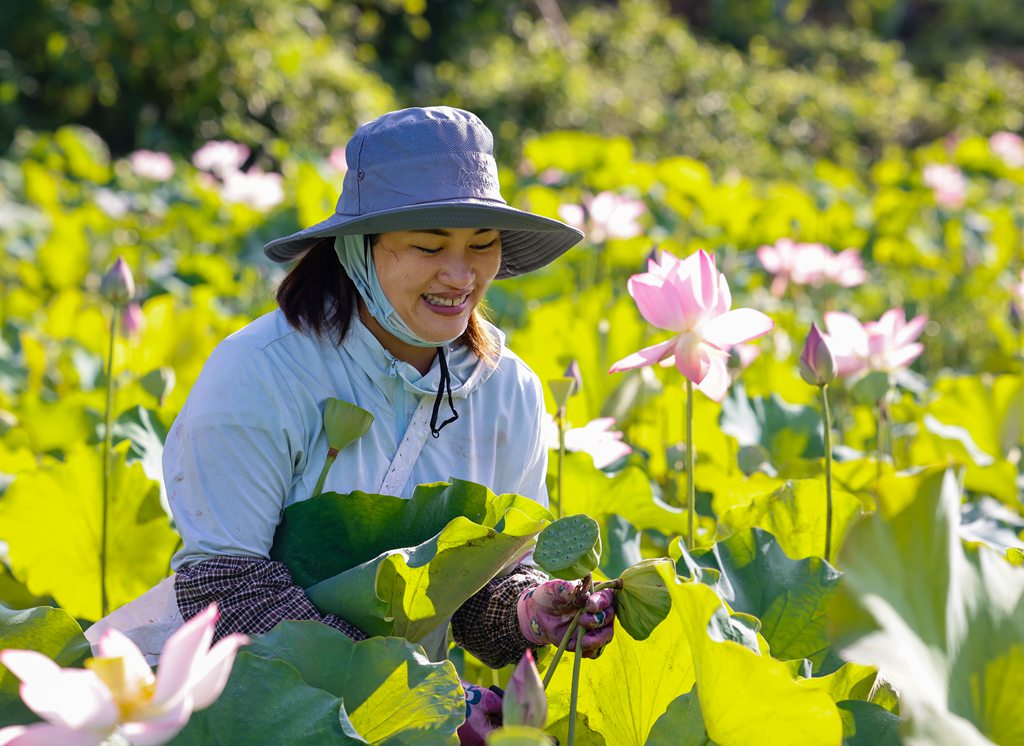村民在田里忙著采摘蓮蓬。張江英攝