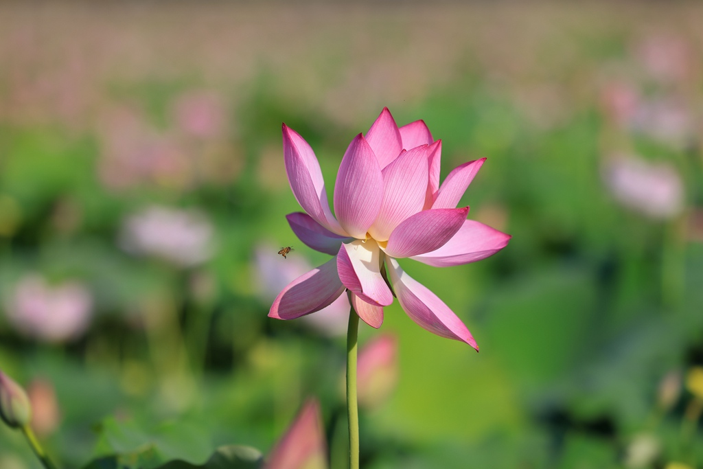 荷花競相開放。張江英攝
