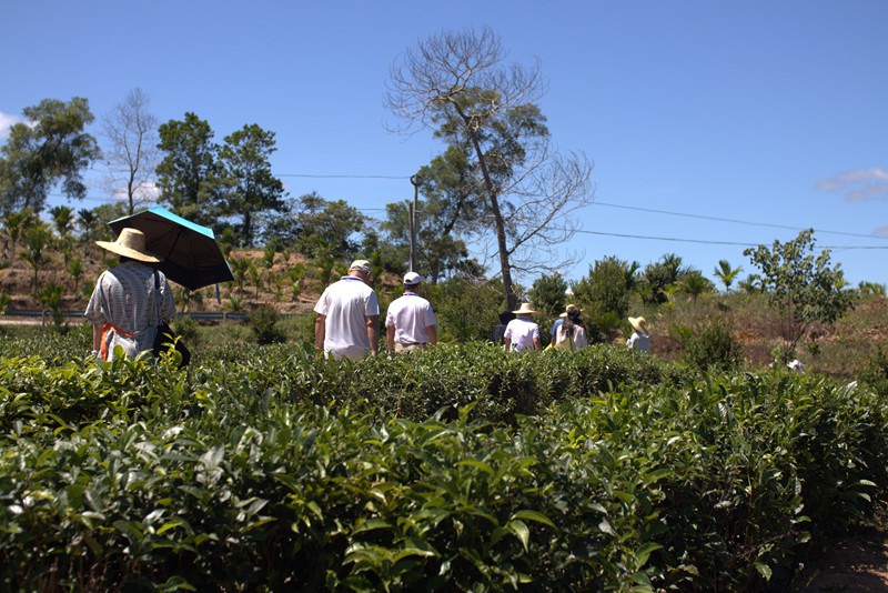 媒體記者參觀灣嶺茶山。 主辦方供圖