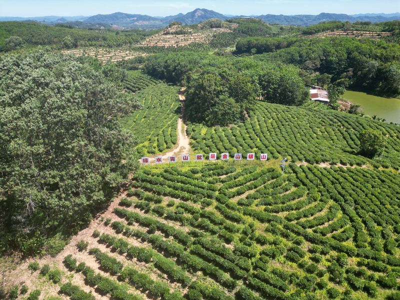 灣嶺茶山。 主辦方供圖