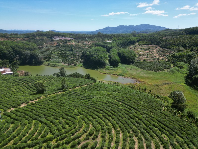 灣嶺茶山。 主辦方供圖