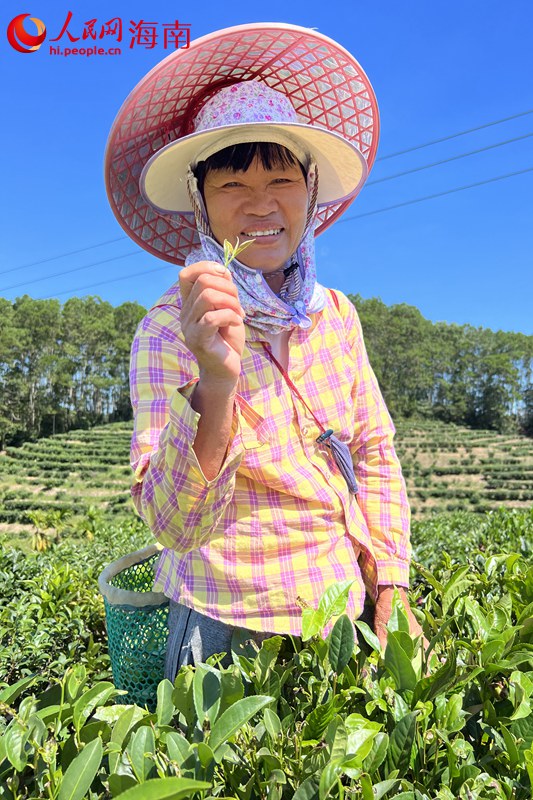 茶農(nóng)鄭大姐展示茶葉。 人民網(wǎng)記者 李學(xué)山攝