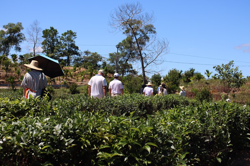 媒體記者走進(jìn)灣嶺茶山。 主辦方供圖