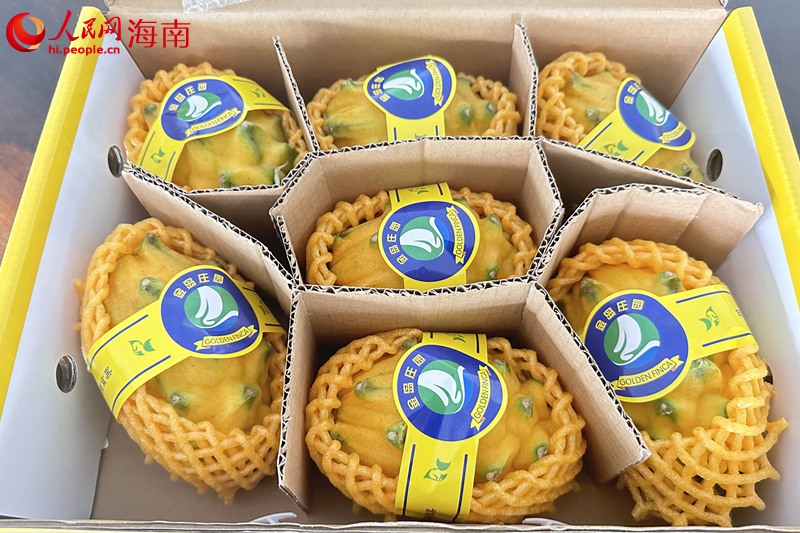 燕窩果。人民網(wǎng)記者 孟凡盛攝