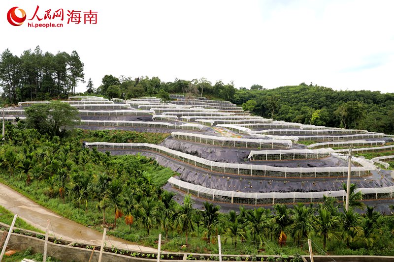 燕窩果種植基地。人民網(wǎng)記者 孟凡盛攝