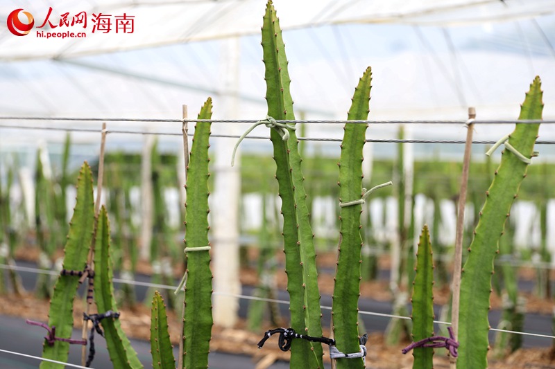 燕窩果苗。人民網(wǎng)記者 孟凡盛攝