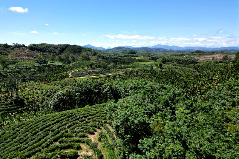 灣嶺茶山。主辦方供圖