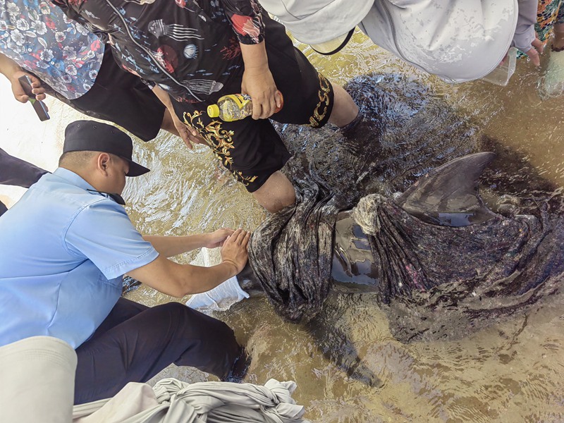 海豚第二次擱淺，民警和熱心群眾救助。警方提供