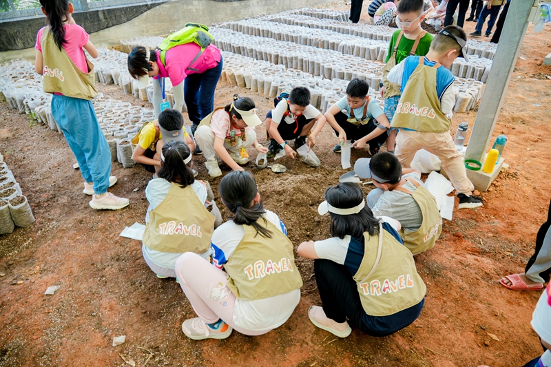 營員們?cè)诿缙杂^察可可種子培育過程。興隆熱帶植物園供圖