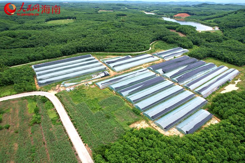 雅星鎮(zhèn)熱帶高效農(nóng)業(yè)示范基地。 人民網(wǎng)記者 孟凡盛攝
