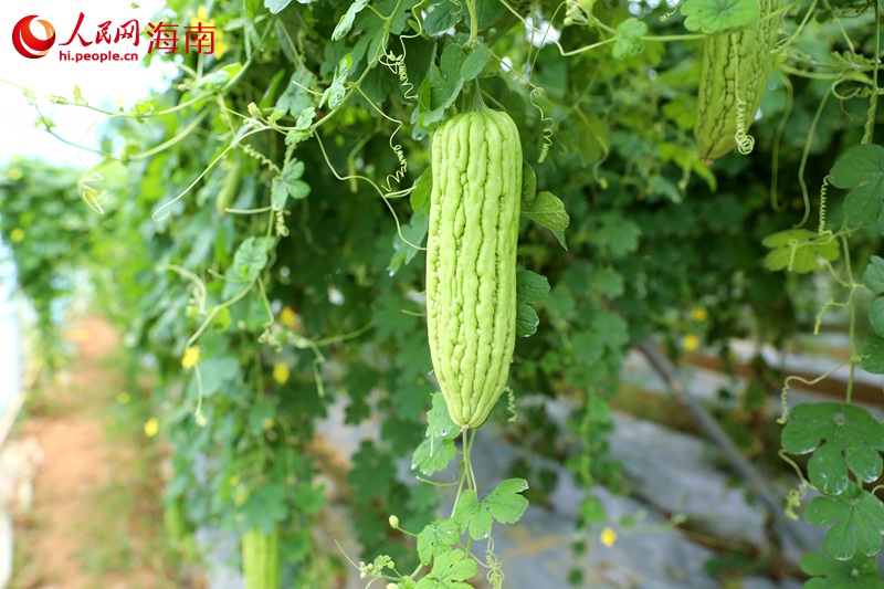 雅星鎮(zhèn)熱帶高效農(nóng)業(yè)示范基地內(nèi)的果實(shí)。 人民網(wǎng)記者 孟凡盛攝