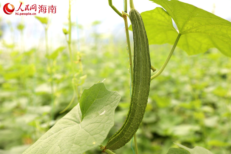 雅星鎮(zhèn)熱帶高效農(nóng)業(yè)示范基地內(nèi)的果實(shí)。 人民網(wǎng)記者 孟凡盛攝1