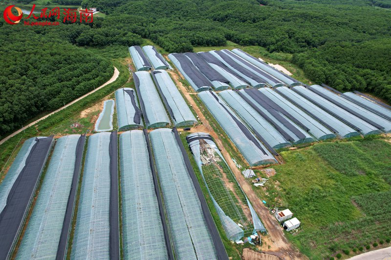 雅星鎮(zhèn)熱帶高效農(nóng)業(yè)示范基地。 人民網(wǎng)記者 孟凡盛攝1