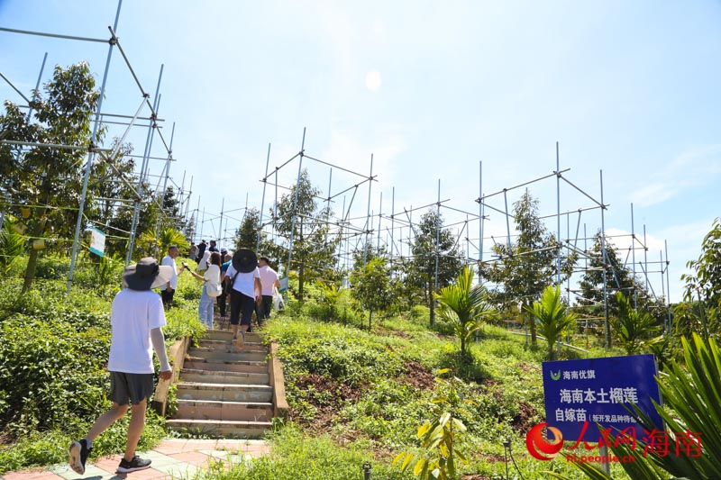 榴蓮種植基地。人民網(wǎng) 牛良玉攝