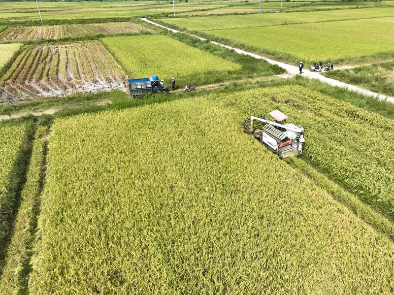 農(nóng)機(jī)輪流操作收割，極大減輕人力成本。臨高縣委宣傳部供圖