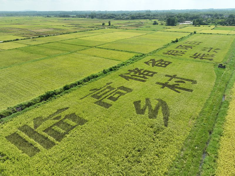 風(fēng)吹稻田，風(fēng)景如畫。臨高縣委宣傳部供圖