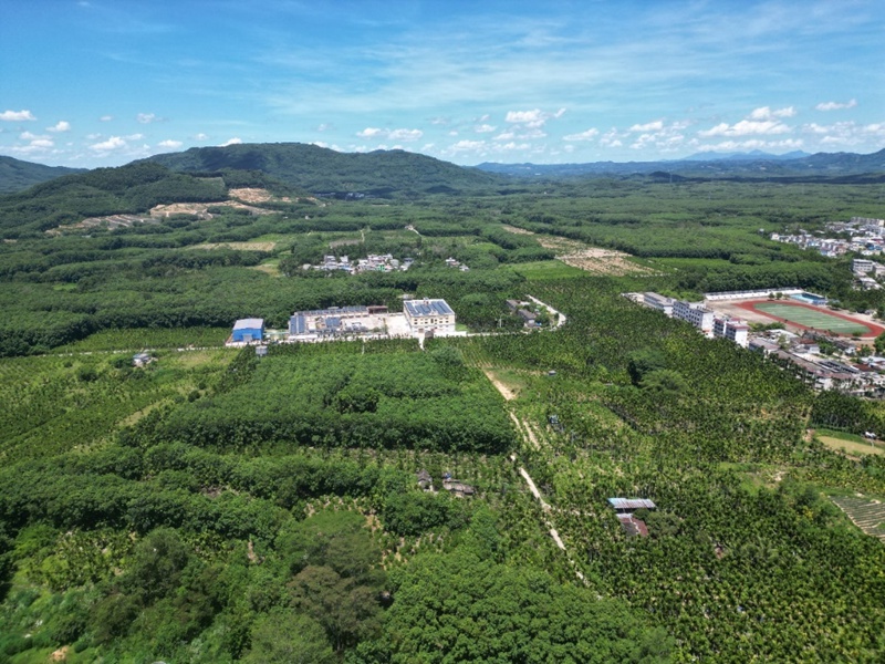海南海墾熱作產(chǎn)業(yè)集團咖啡種植基地。受訪者供圖