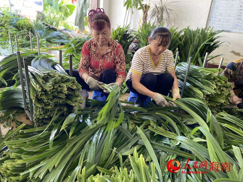 收購站內(nèi)，員工們將農(nóng)戶采摘的斑蘭葉進(jìn)行清洗、整理、打包。人民網(wǎng)記者 樊歡迪攝