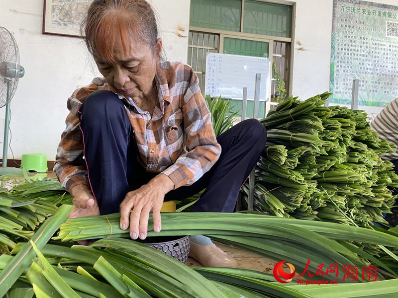 收購站內(nèi)，員工們將農(nóng)戶采摘的斑蘭葉進(jìn)行清洗、整理、打包。人民網(wǎng)記者 樊歡迪攝