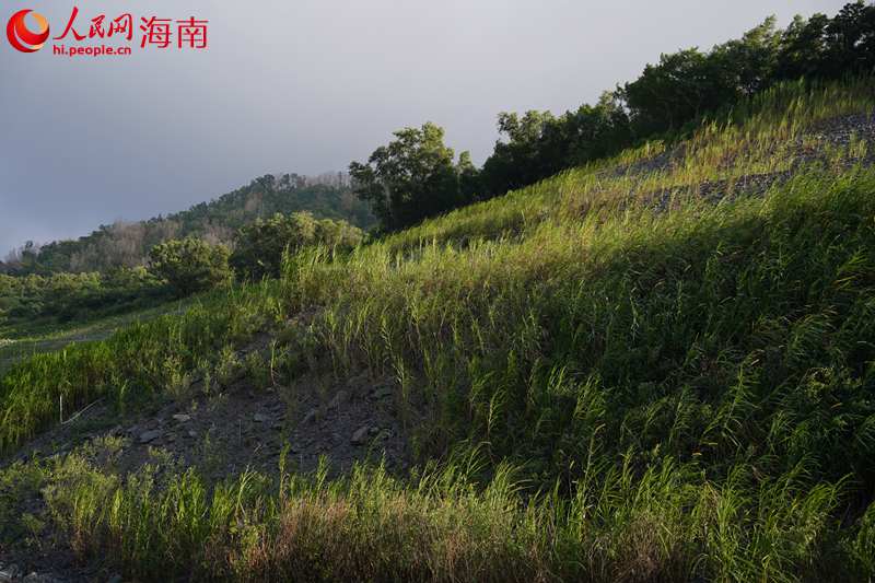正在修復的礦山。 人民網(wǎng)記者 孟凡盛攝1.JPG