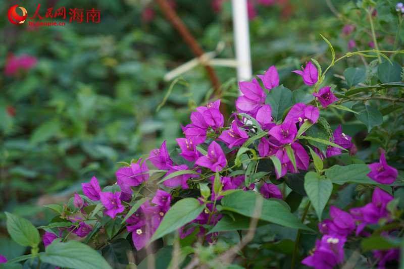 修復后的礦山種植的三角梅。 人民網(wǎng)記者 孟凡盛攝