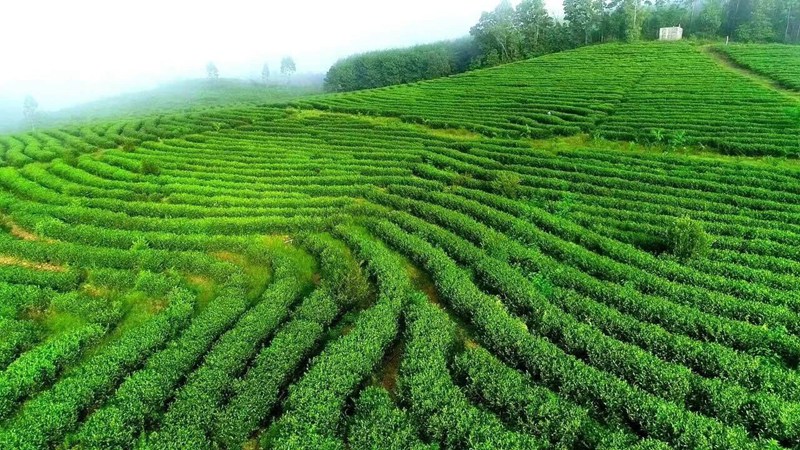 白沙生態(tài)茶園。白沙融媒體中心供圖