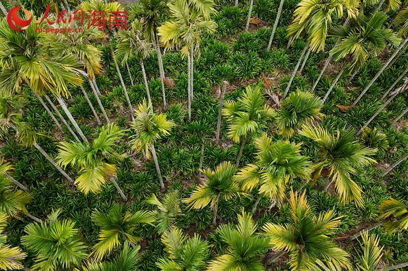 檳榔樹下種植著斑蘭。 人民網(wǎng)記者 牛良玉攝