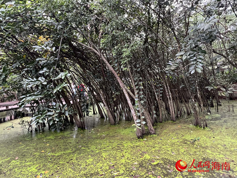 在水塘中生長的番荔枝。人民網(wǎng)記者 李學(xué)山攝