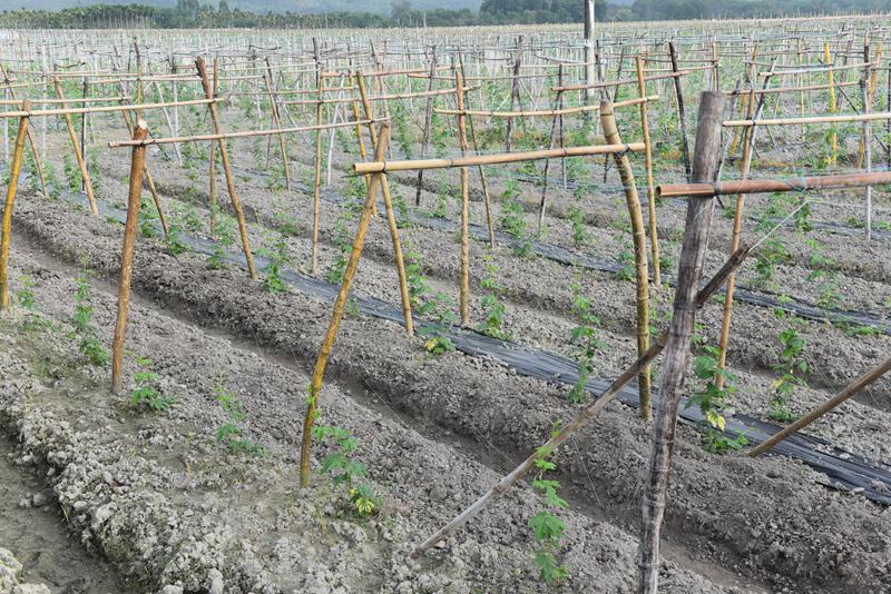 屯昌縣楓木鎮(zhèn)楓木苦瓜種植示范基地。林小丹攝