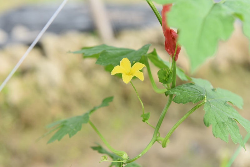 苦瓜開花。林小丹攝