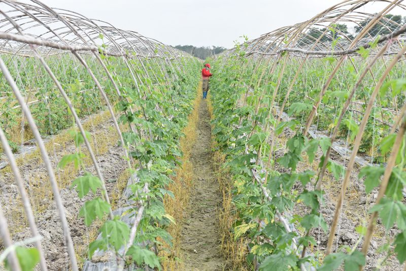 屯昌縣楓木鎮(zhèn)楓木苦瓜種植示范基地。林小丹攝