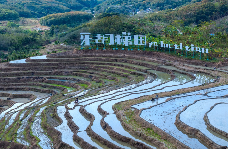 牙胡梯田的早稻種植已經(jīng)全面展開。孟志軍攝