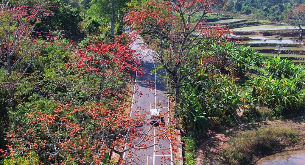 綻放的木棉花紅遍山野。昌江黎族自治縣融媒體中心供圖