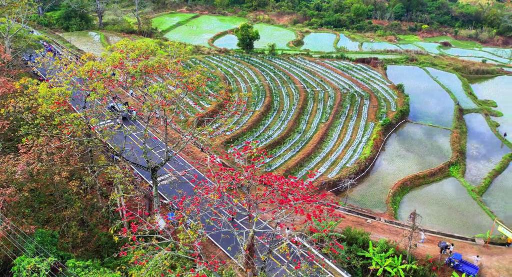 綠油油的梯田邊木棉花開正紅艷。昌江黎族自治縣融媒體中心供圖