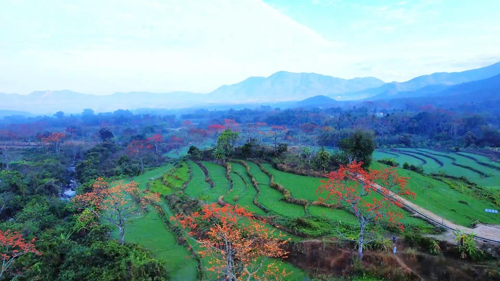 火紅木棉點綴翠綠山林。昌江黎族自治縣融媒體中心供圖