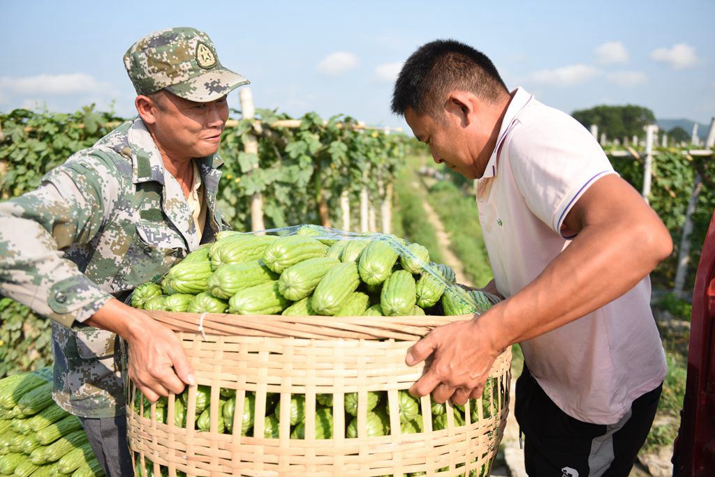 村民搬運(yùn)苦瓜。林小丹攝