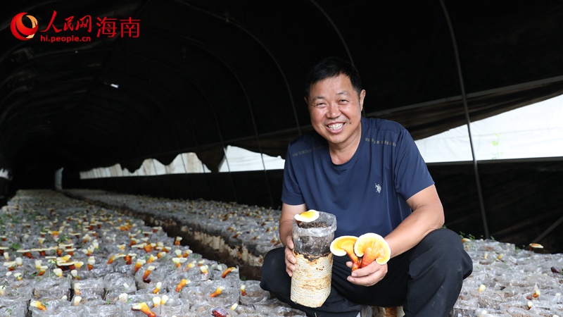 林下“膠+菇”蹚出農(nóng)業(yè)可持續(xù)發(fā)展之路。人民網(wǎng)記者 符武平攝
